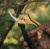 Садовые инструменты:Секатор Fiskars Solid P331 